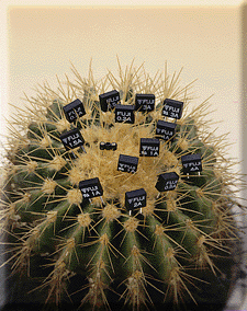 cactus